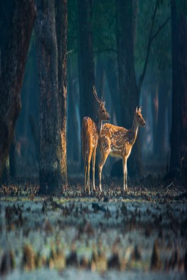 World's largest mangrove forest and a UNESCO approved World Heritage Site